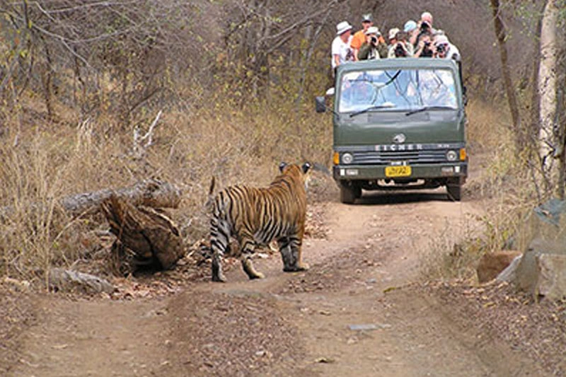Tiger sighting on a wildlife safari India