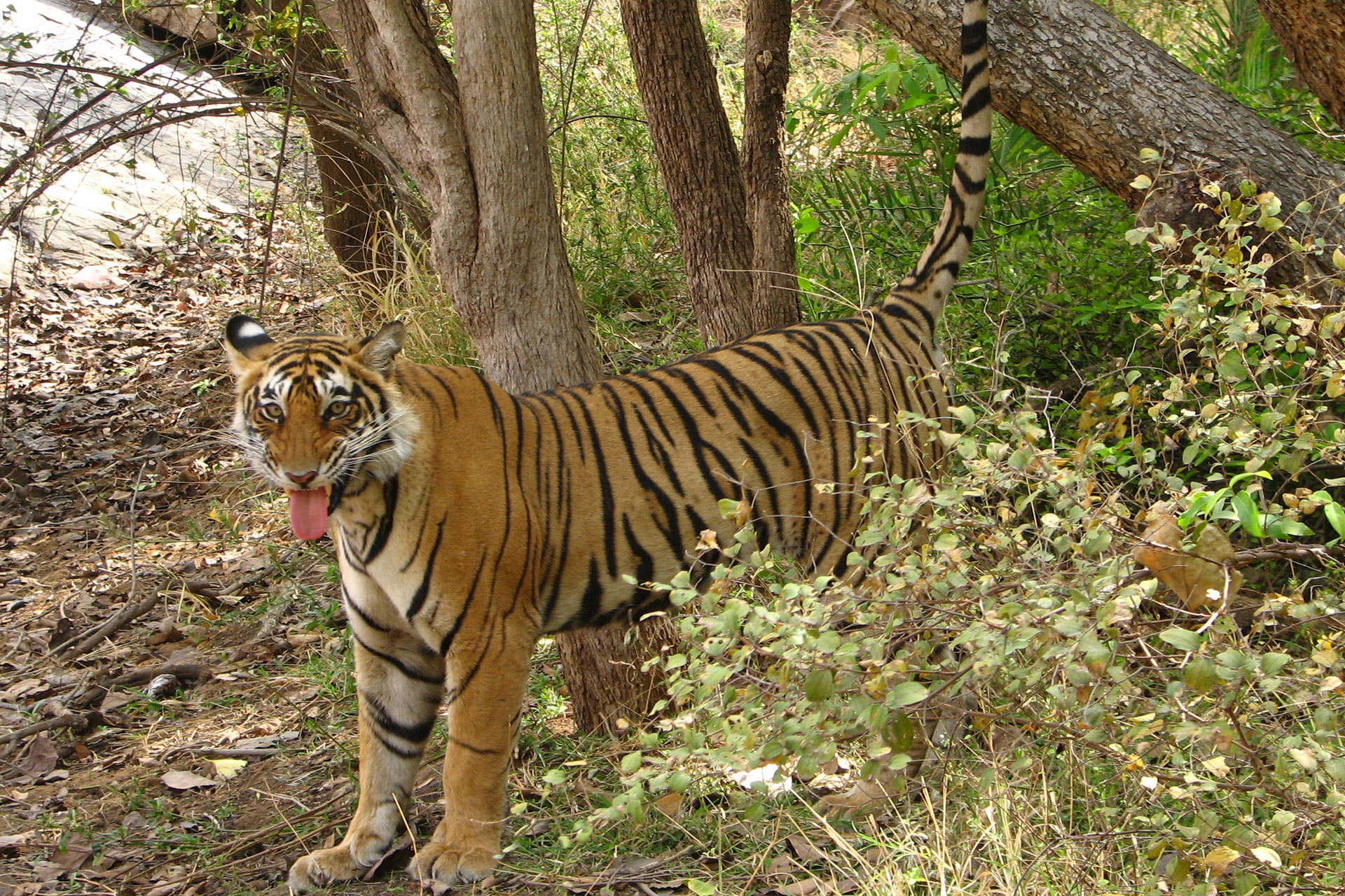The Royal Begal Tiger, Ranthambhore, Rajasthan